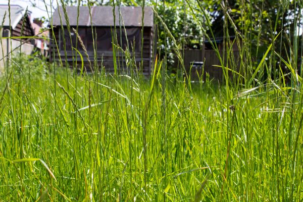 Overgrown Lawn Trimming in Avon